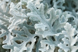 dusty miller