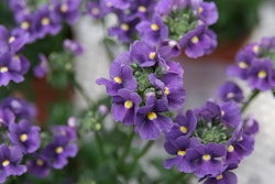 purple nemesia