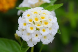 white lantana