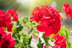 red geranium