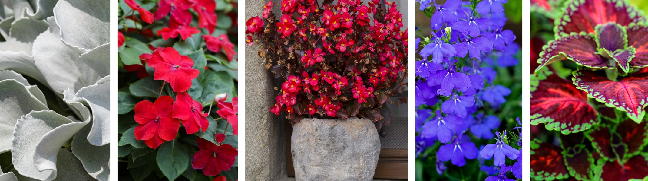 scenecio, impatiens, begonia, lobellia, coleus red white and blue colors