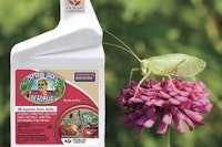 katydid sitting on dahlia rid by captain jacks deadbug brew
