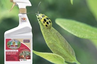spotted cucumber beetle rid by captain jacks deadbug brew