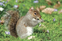 squirrel in garden