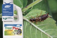 earwig pests rid by sluggo plus