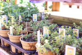 Gardening Calendars