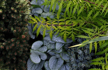 A variety of plants in a shade garden.
