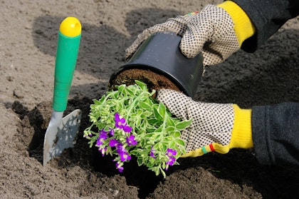 Planting a Purple plant in the ground with a handshovel.