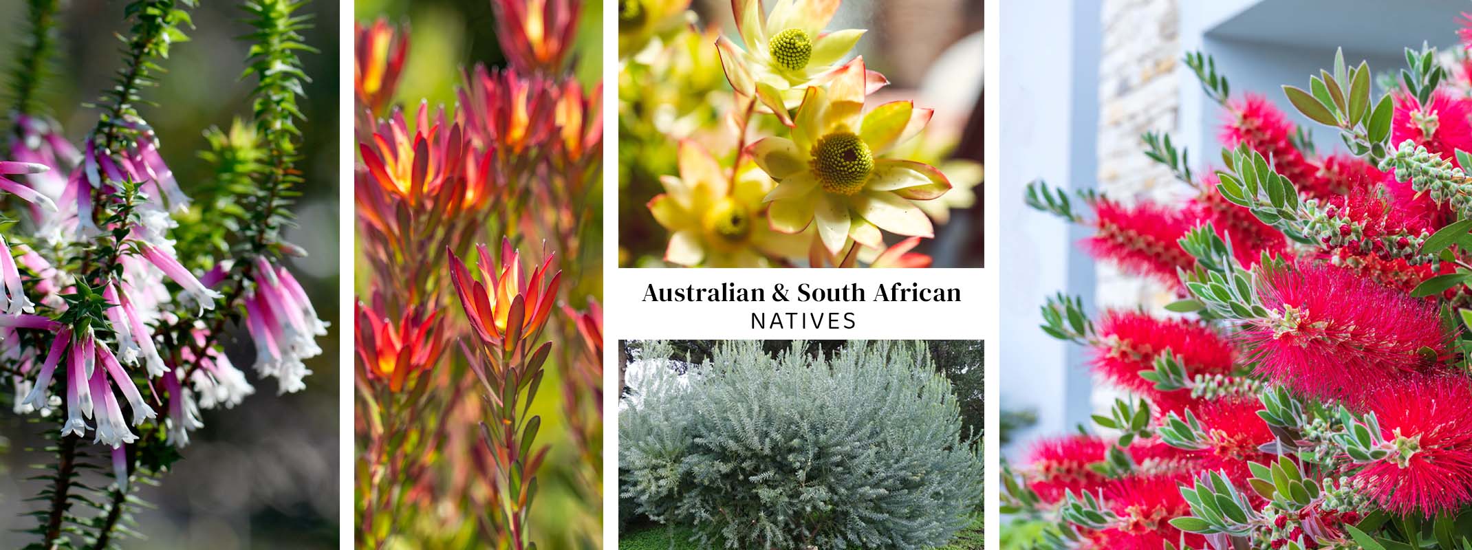 australian and south african natives - correa, bottle brush shrub, westringia, leucadendrons, australian fuchsia