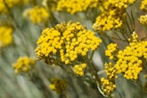 helichrysum italicum curry plant