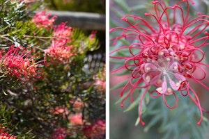 grevillea australian native