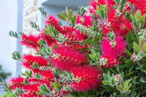 bottlebrush australian native