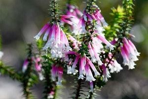australian fuchsia native