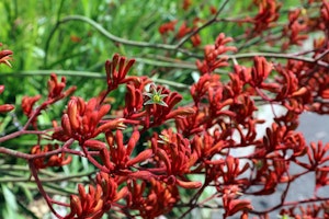 red kangaroo paws anigozanthos in landscape