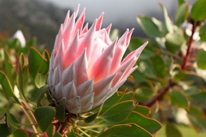 protea south african native