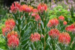leucospermums pincushion south african native