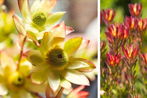 leucadendrons south african native