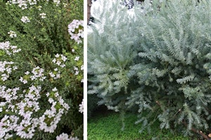 westringia coast rosemary australian native up close and not