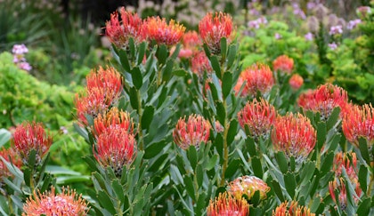 leucospermums pincushion south african native