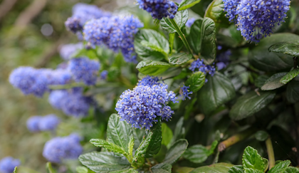 wild lilac ceanothus california native