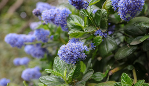 wild lilac ceanothus california native