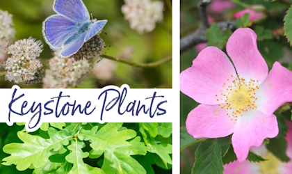 keystone plants, oak, california wild rose, buckwheat