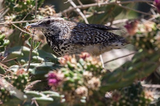 Cactus Wren with insect in garden.