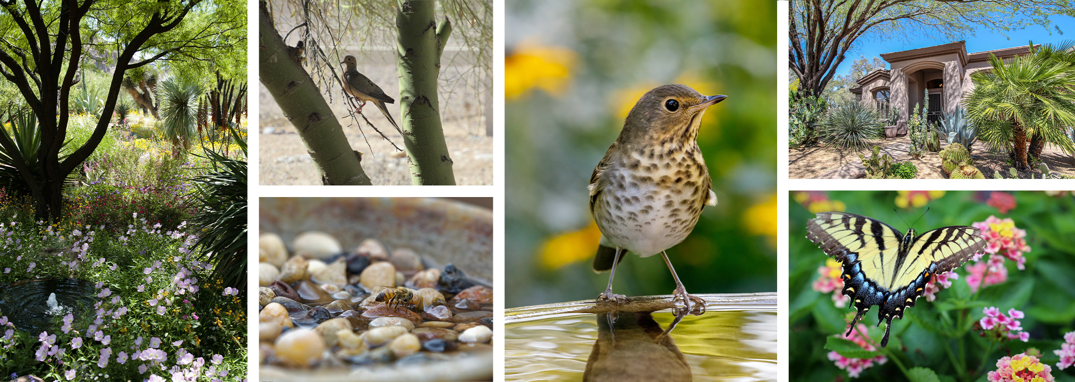 A shaded desert landscape, a dove in a tree, a bee drinking water, a Robin in a bird bath, a landscape with speckled shade, and a butterfly on lantana.