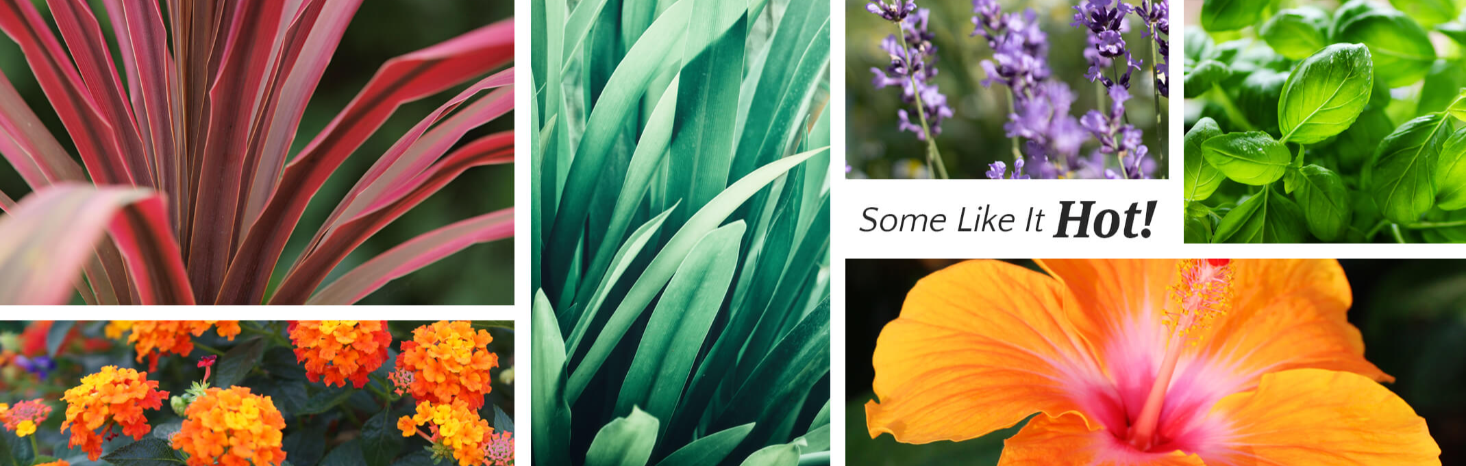 Plants that thrive in the heat starting with cordylines, fresh green leaves, lavender, basil, lantana and hibiscus
