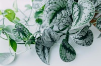 silk pothos scindapsus pictus low light houseplant