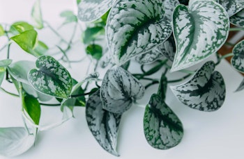 silk pothos scindapsus pictus low light houseplant