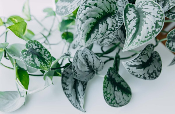 silk pothos scindapsus pictus low light houseplant