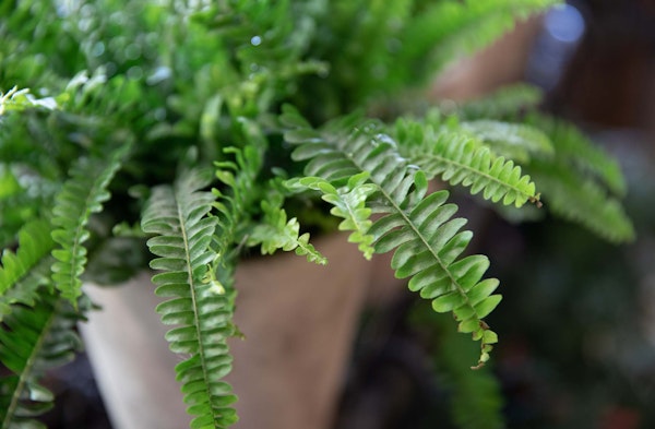 boston fern low light houseplant
