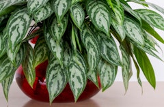 chinese evergreen houseplant