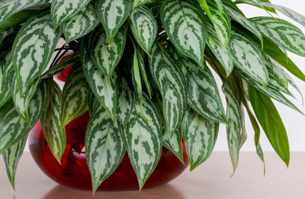 chinese evergreen houseplant