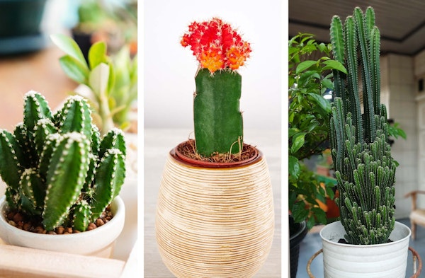 3 different cactus houseplants