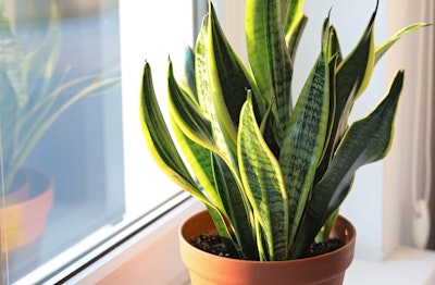 snake plant sansevieria houseplant