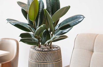 rubber plant houseplant