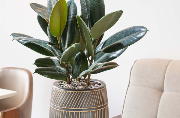 rubber plant houseplant