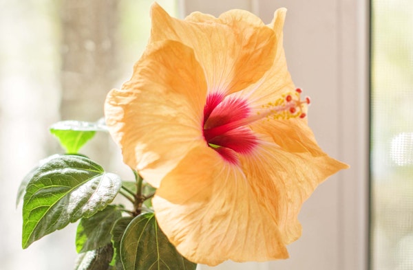 hibiscus houseplant