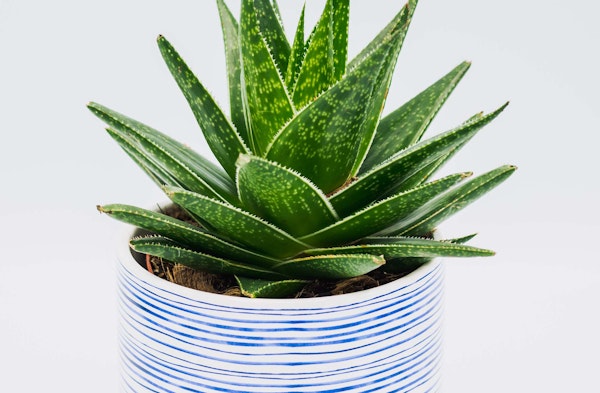 aloe houseplant