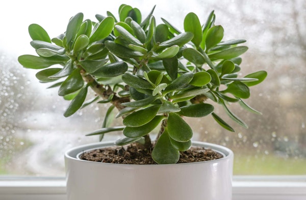 jade houseplant on window sill