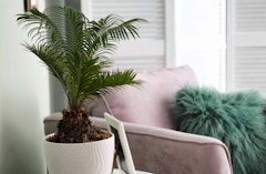 sago palm houseplants in living room setting