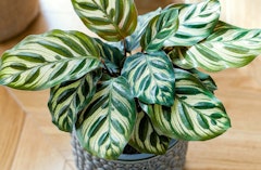 calathea houseplant