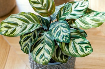 calathea houseplant