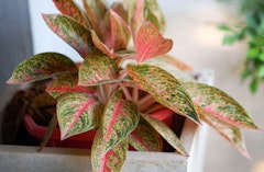 caladium houseplant