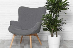 dracaena houseplant next to modern gray chair