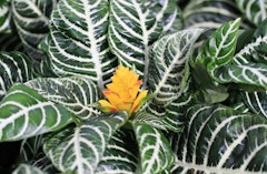 zebra plant houseplant