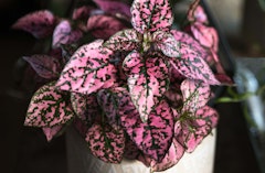 pink potted polka dot houseplant
