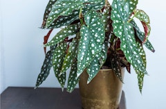 polka dot begonia in brass pot